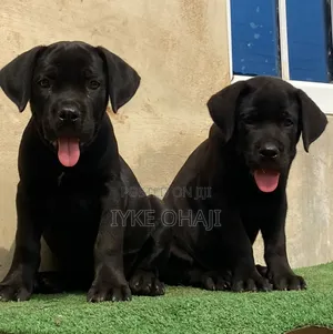 1-3 months Male Purebred Cane Corso