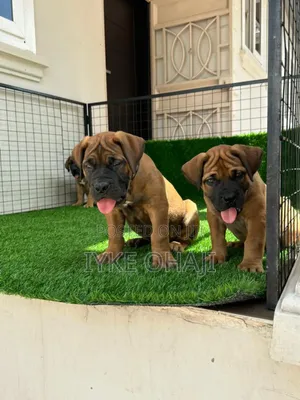 1-3 months Male Purebred Boerboel