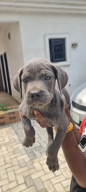 1-3 months Female Purebred Cane Corso