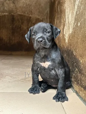 1-3 months Female Purebred Cane Corso