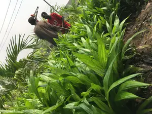 Supergene Oil Palm Seedlings
