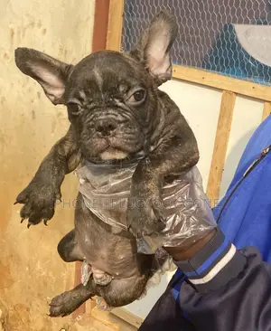 1-3 months Male Purebred French Bulldog