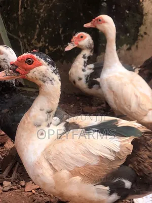 Ducks and Drakes