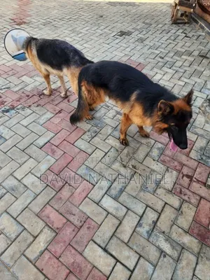 1-3 months Male Purebred German Shepherd