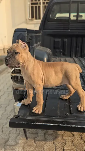1-3 months Male Purebred Cane Corso