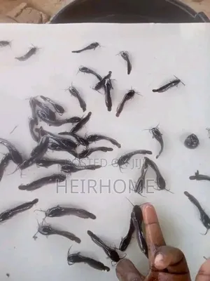 Catfish Fingerlings