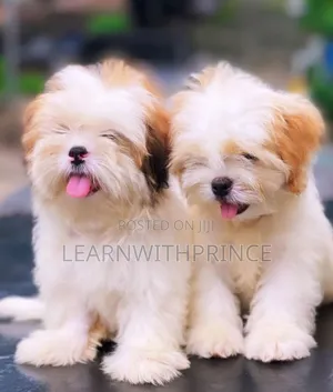 1-3 months Female Purebred Lhasa Apso