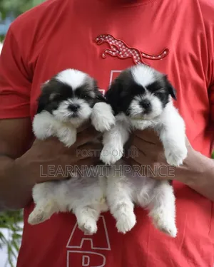 1-3 months Female Purebred Lhasa Apso