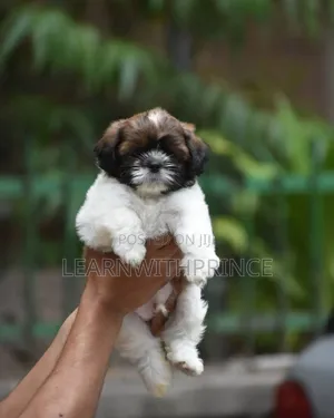 1-3 months Female Purebred Lhasa Apso