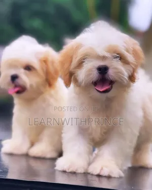 1-3 months Male Purebred Lhasa Apso