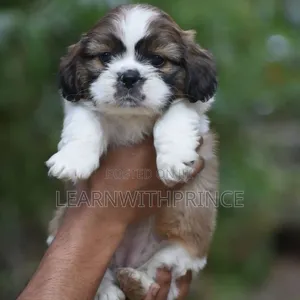 1-3 months Female Purebred Lhasa Apso