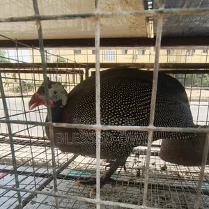 Guinea Fowls Are Available for Sale.