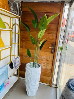 Bird of Paradise in Tall Wavy Fibreglass Pot 6ft 5inches Tall