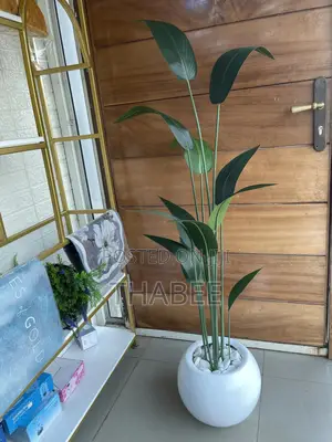 Skybird Plant in White Round Fibreglass Vase