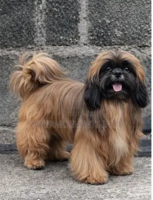 Shih Tzu Stud Services