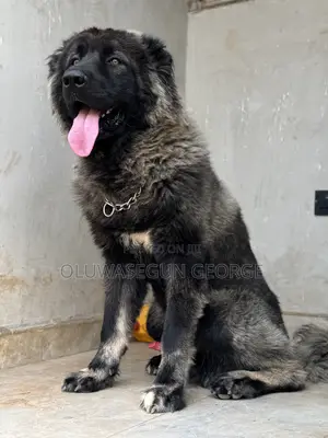 Caucasian Shepherd Stud for Mating Services