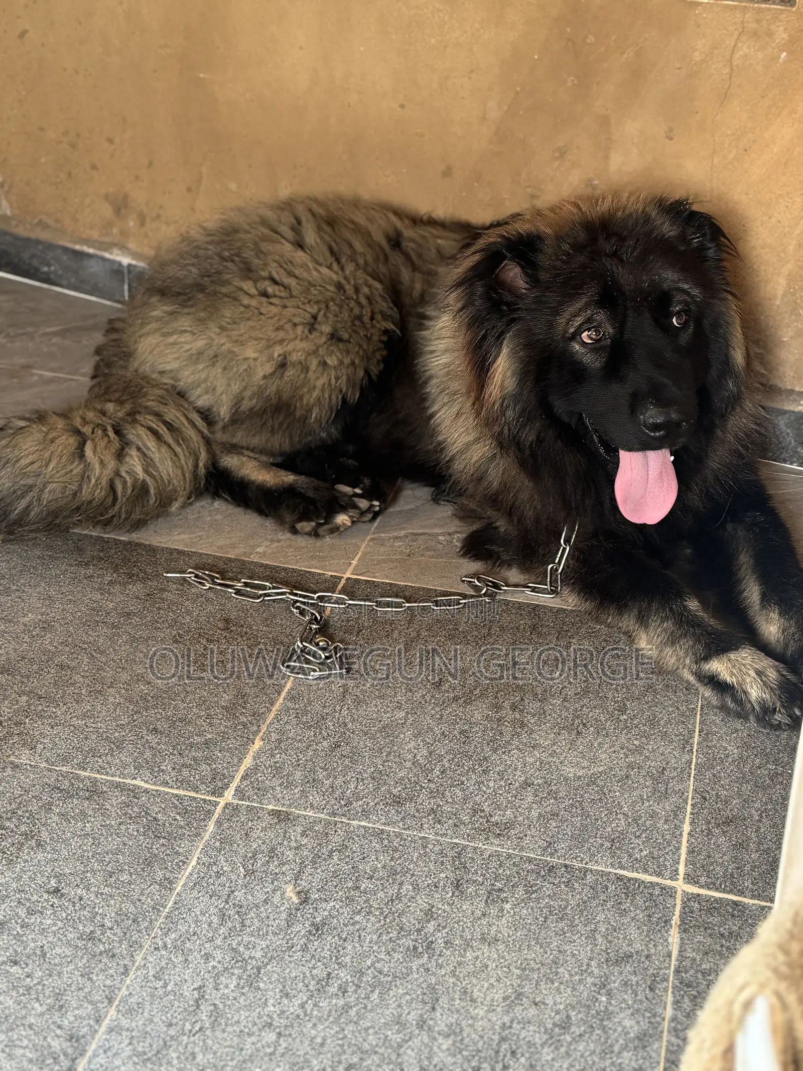 Caucasian Shepherd Stud for Mating Services