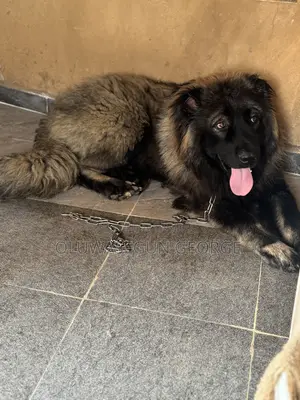 Caucasian Shepherd Stud for Mating Services
