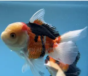 Oranda Gold Fish