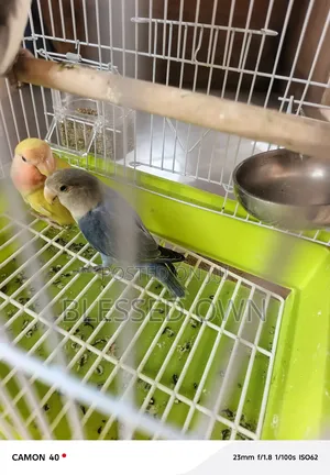 Foreign Coloured Bird Parrots