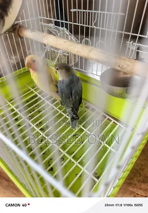 Foreign Coloured Bird Parrots