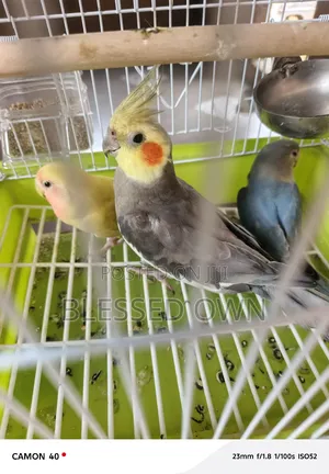 Beautiful Parrots Birds