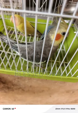 Beautiful Parrots Birds