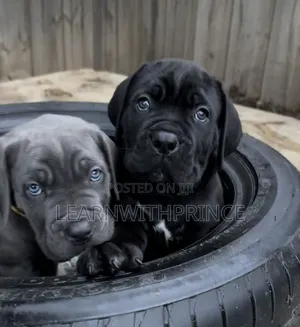 1-3 months Female Purebred Cane Corso