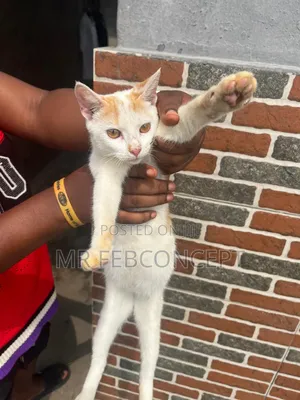 3-6 months Male Mixed Breed Cat