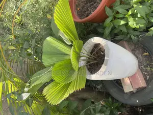 Indoor Office Plants
