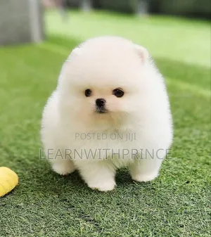 1-3 months Female Purebred Pomeranian