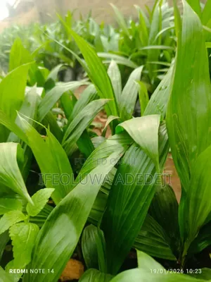 Tree Plant Seedlings , Fruit Plants And Others