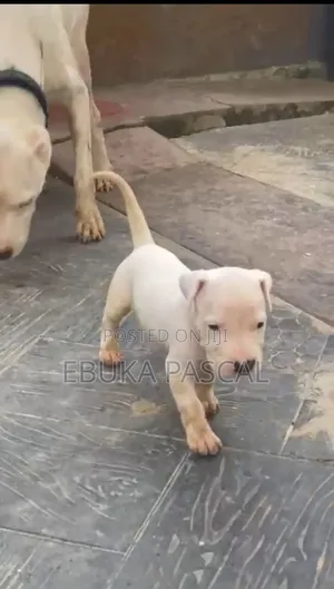 1-3 months Female Purebred Dogo Argentino