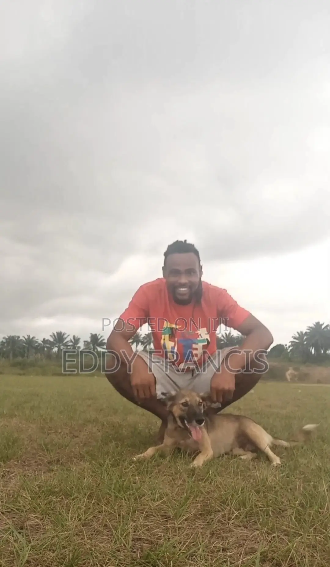 Dog Daycare Training