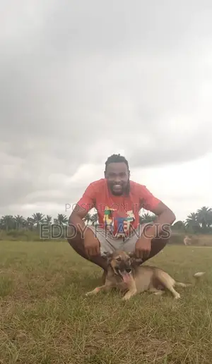 Dog Daycare Training