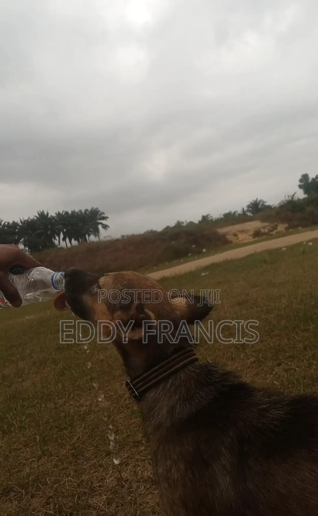 Dog Daycare Training