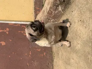 1+ year Female Purebred Pug