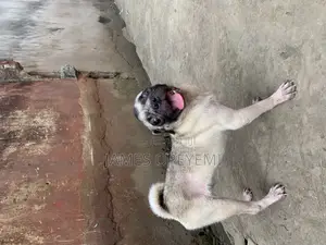 1+ year Male Purebred Pug