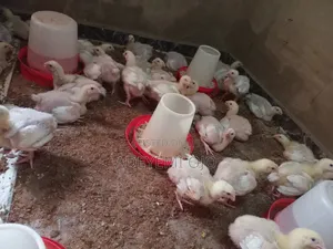 Broiler Chicken