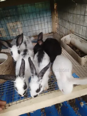 Lovely and Beautiful Rabbit 
