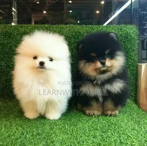 1-3 months Female Purebred Pomeranian