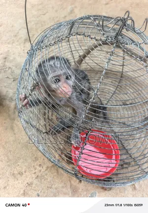 Pets Cages For Sale