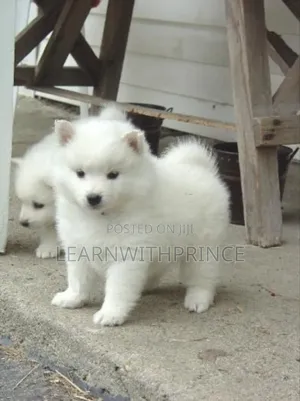 1-3 months Female Purebred American Eskimo