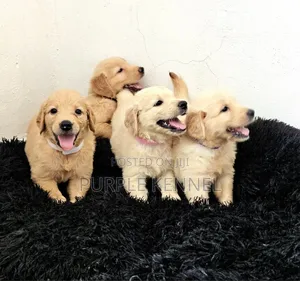 1-3 months Female Purebred Golden Retriever
