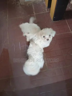 1-3 months Female Purebred Lhasa Apso