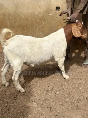 Premium Boer Goat