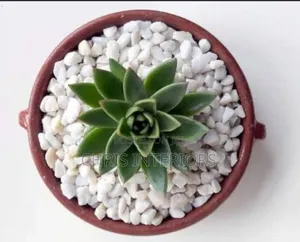 Stone White Decorations