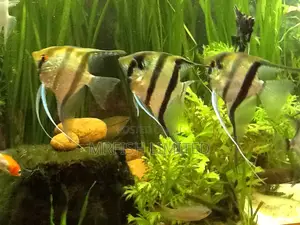 Silver Angel Fish