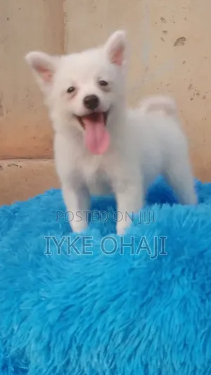 1-3 months Female Purebred American Eskimo