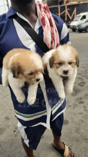 1-3 months Female Purebred Lhasa Apso